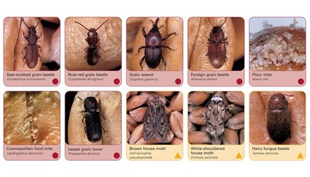 Various insects associated with grain stores in the UK